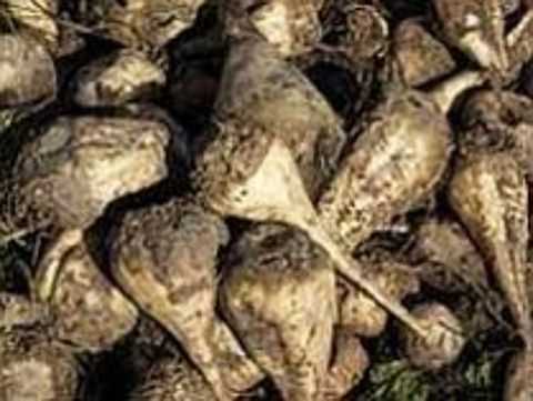 На трасі Київ-Чоп автомобіль потрапив під буряковий «дощ»