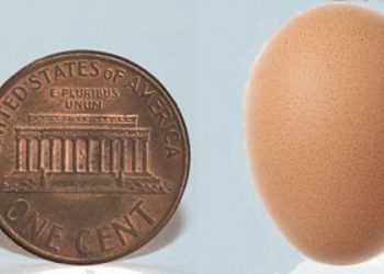 Курка знесла найменше яйце у ??світі