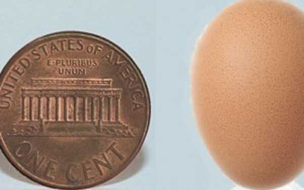 Курка знесла найменше яйце у ??світі