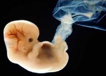 Британські вчені намагалися схрещувати людей і тварин