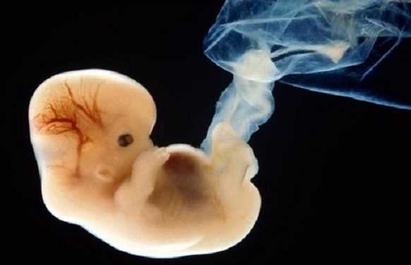 Британські вчені намагалися схрещувати людей і тварин