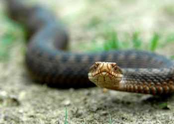 Після поцілунку зі змією чоловік опинився в лікарні