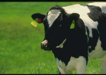 Молочним коровам вживили ген людини