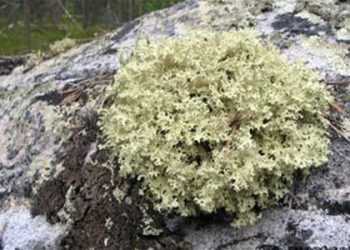 У Росії скоро з'явиться хліб з ісландським мохом