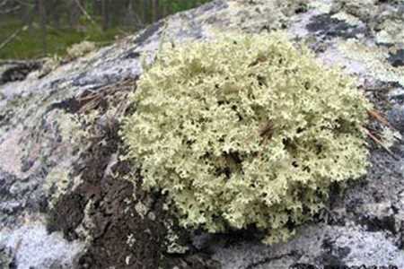 У Росії скоро з'явиться хліб з ісландським мохом