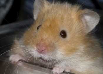 За борги заарештували хом'яка