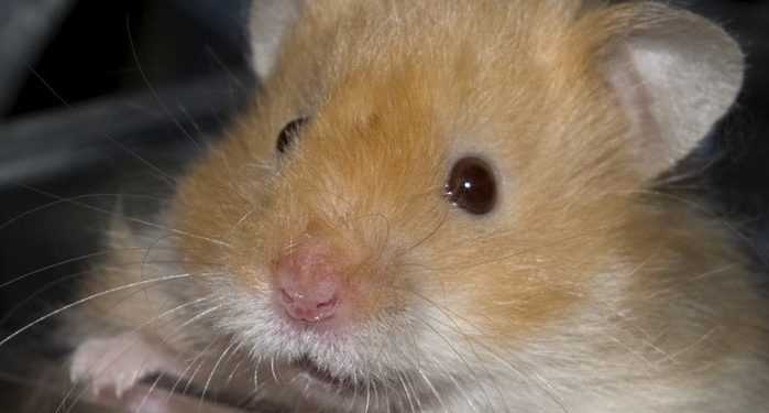 За борги заарештували хом'яка