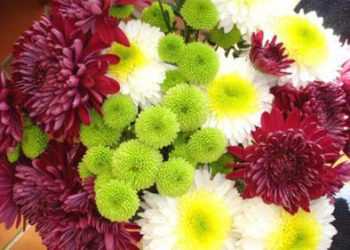 На Покрови киянам презентують хризантеми