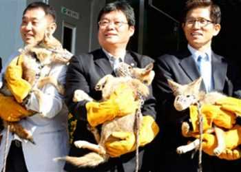 Клонували койотів у Південній Кореї