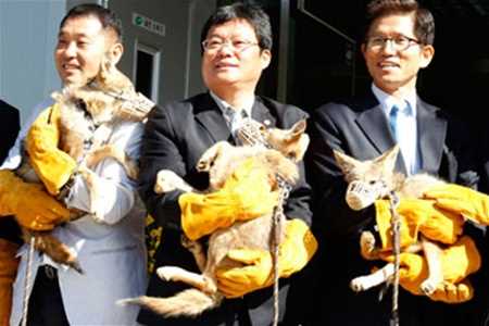 Клонували койотів у Південній Кореї