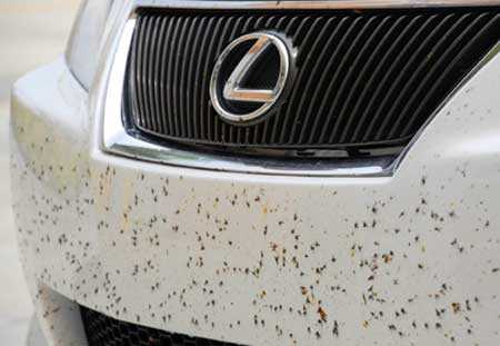 Автомобілі вбивають трильйони комах щорічно