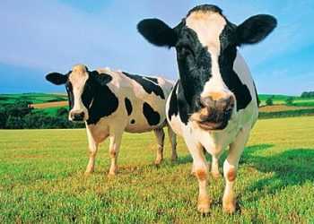 ПІд Києвом Жигулі збили три корови