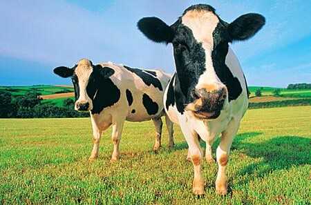 ПІд Києвом Жигулі збили три корови