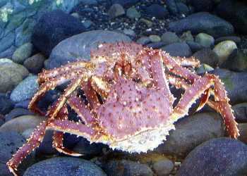 Антарктиду окупували гігантські краби