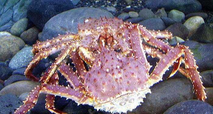 Антарктиду окупували гігантські краби