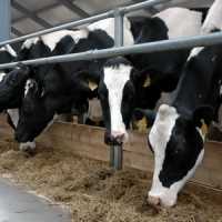 Крадіїв худоби на Хмельниччині врятували і затримали міліціонери