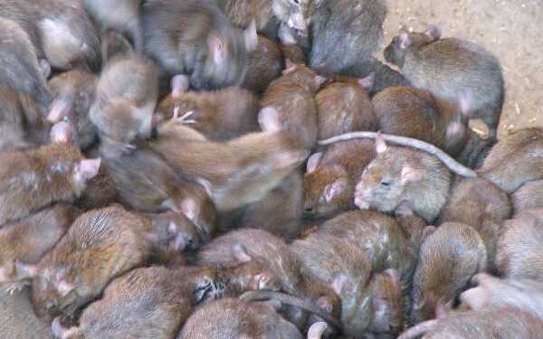 Щури атакують Нью-Йорк