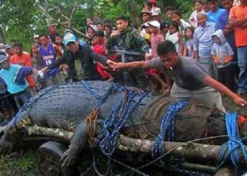 На Філіппінах спійманий найбільший в світі крокодил
