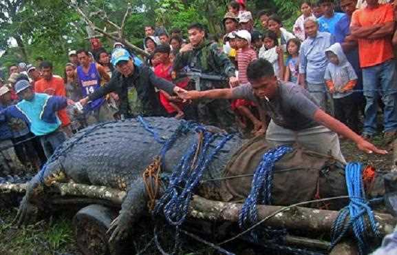 На Філіппінах спійманий найбільший в світі крокодил
