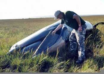 В Англії знайшли мертвого кита майже в кілометрі від води