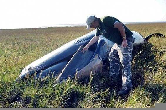 В Англії знайшли мертвого кита майже в кілометрі від води
