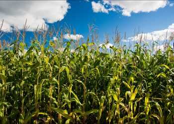 Американська сім'я заблукала в кукурудзі