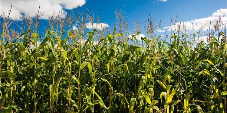 Американська сім'я заблукала в кукурудзі