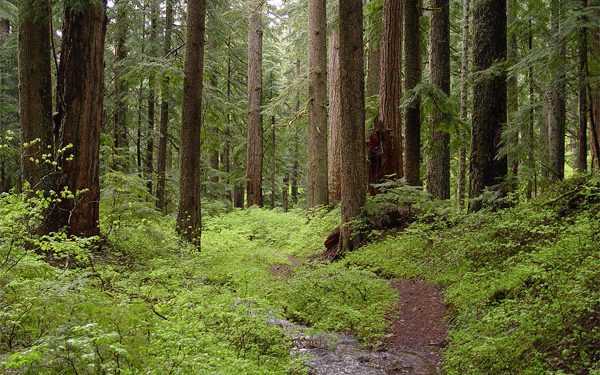 Український ліс дозволять рубати іноземцям