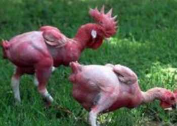 У Ізраїлі вивели породу лисих курей