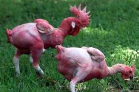 У Ізраїлі вивели породу лисих курей