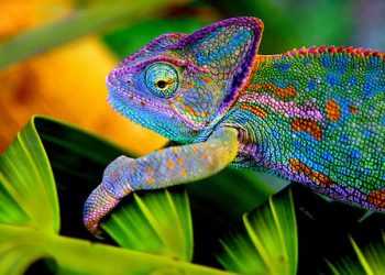 Матеріал-хамелеон із Китаю