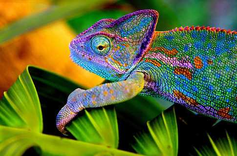 Матеріал-хамелеон із Китаю