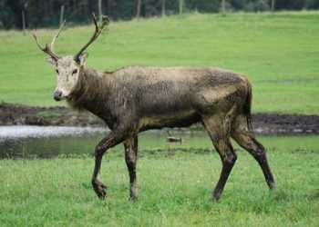 Прокуратура розслідуватиме смерть оленя з київського зоопарку