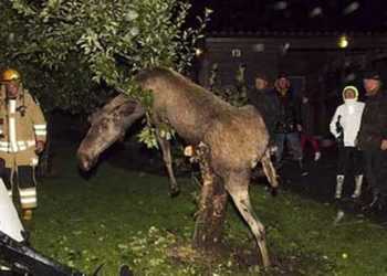 У Швеції п'яний лось заліз на яблуню