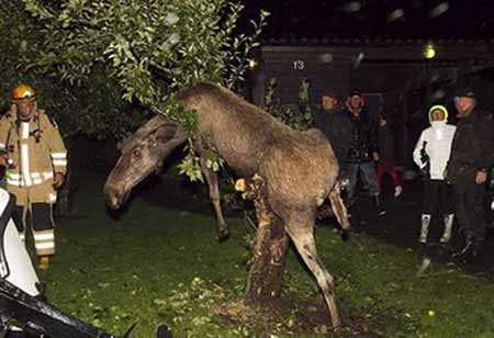 У Швеції п'яний лось заліз на яблуню