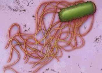 На Рівненщині сталось групове зараження сальмонельозом