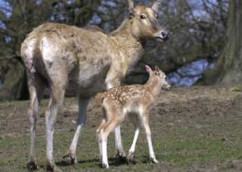 В Київському зоопарку тривають вбивства тварин