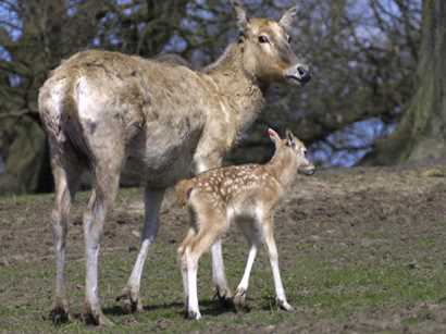 В Київському зоопарку тривають вбивства тварин