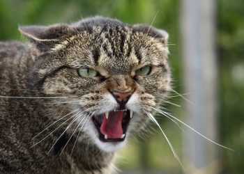 Скажений кіт подряпав жителів села