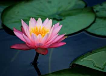 Новий тип скла Lotus Glass для дисплеїв мобільних пристроїв