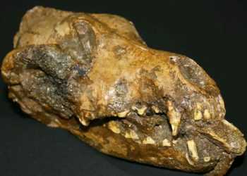 Вчені розкопали собаку з кісткою мамонта в зубах