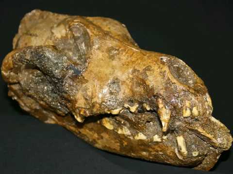 Вчені розкопали собаку з кісткою мамонта в зубах