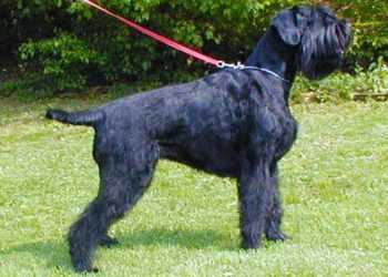 Господар натренував свого собаку красти у перехожих сумки