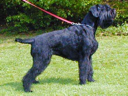 Господар натренував свого собаку красти у перехожих сумки