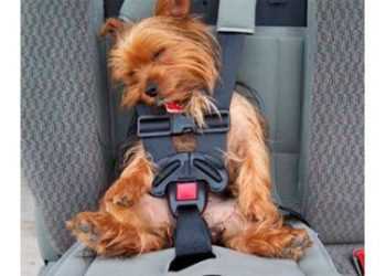 Ремені безпеки для собак