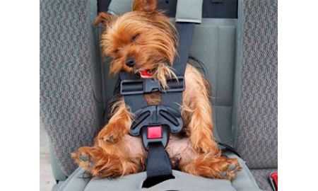 Ремені безпеки для собак