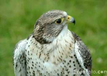 Українець намагався вивезти в ОАЕ контрабандою рідкісних птахів