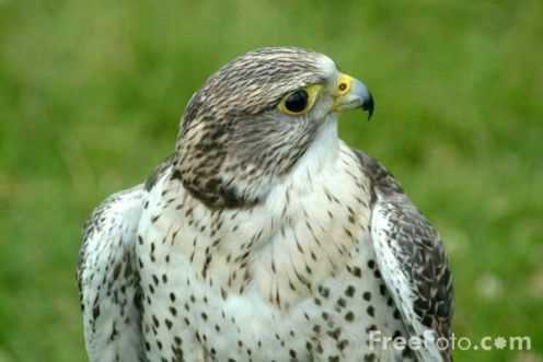 Українець намагався вивезти в ОАЕ контрабандою рідкісних птахів