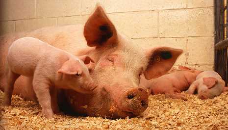 В Миргороді вегетаріанці намагаються зірвати Свято Свині