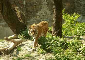 У Київському зоопарку помирає тигр
